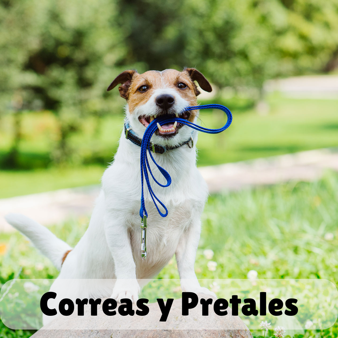 Correas y Pretales 🐕‍🦺