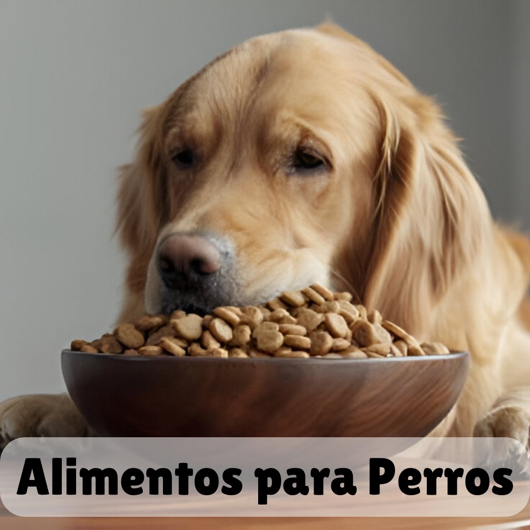 Alimento para Perros 🐶