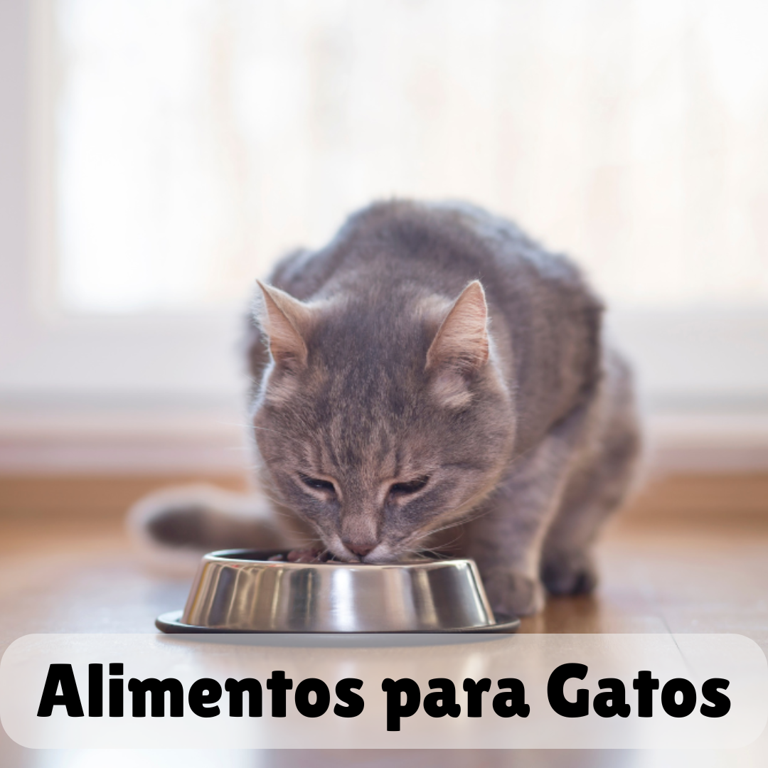 Alimento para Gatos 🐱